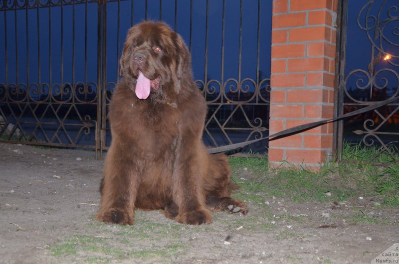 Фото: ньюфаундленд Angelo Orso Allmira Afrodita (Анджело Орсо Альмира Афродита)