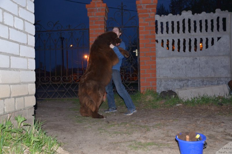 Фото: ньюфаундленд Angelo Orso Allmira Afrodita (Анджело Орсо Альмира Афродита)