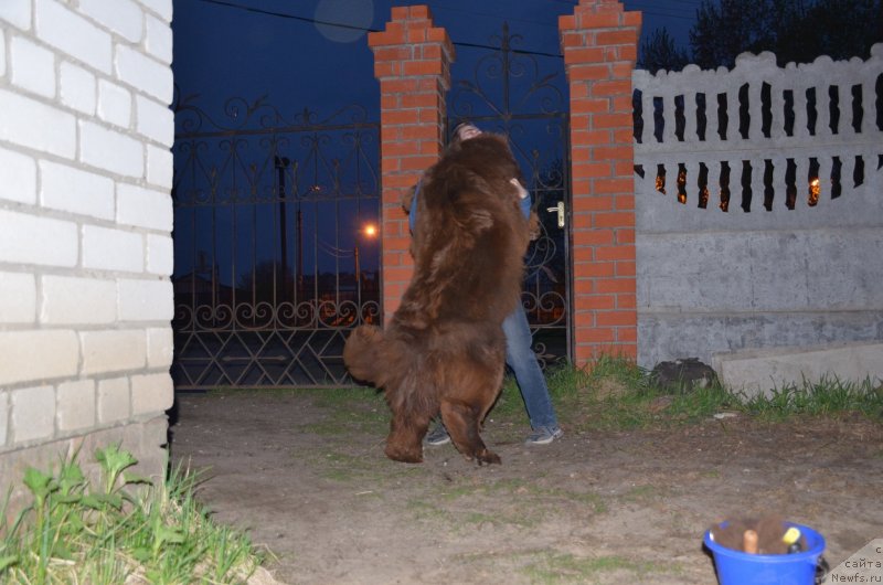 Фото: ньюфаундленд Angelo Orso Allmira Afrodita (Анджело Орсо Альмира Афродита)