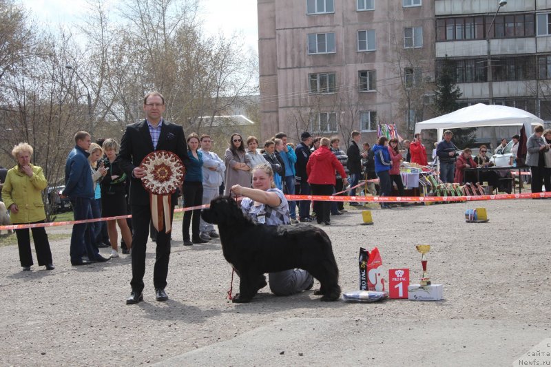 Фото: ньюфаундленд Marfa Dlja Tihogo Omuta iz Plemeni Kedra (Марфа для Тихого Омута из Племени Кедра)