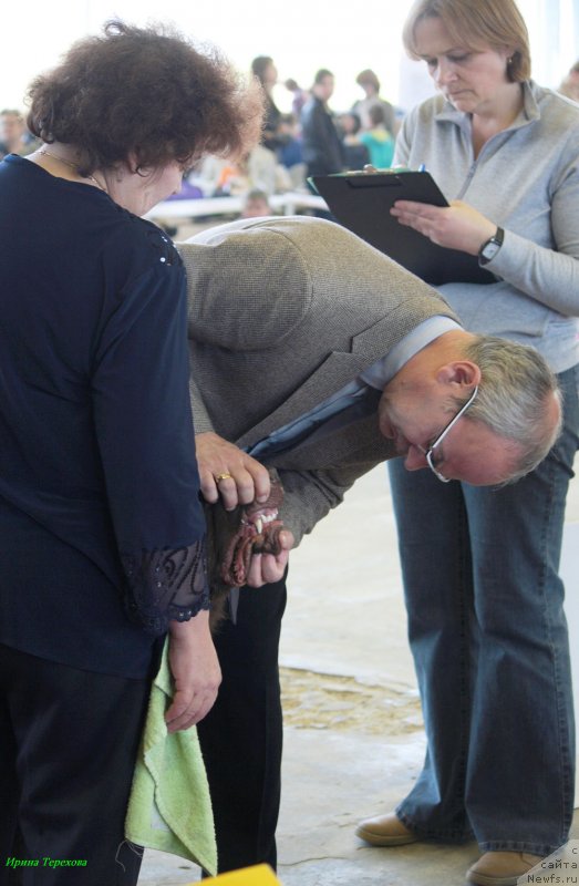 Фото: ньюфаундленд Charli The Best Helfi Pel (Чарли Де Бест Хелфи Пэл)