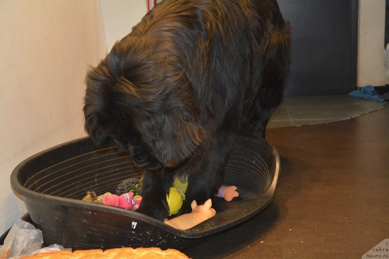 Фото: ньюфаундленд Van Len Taym Older (Ван Лен Тайм Олдер)