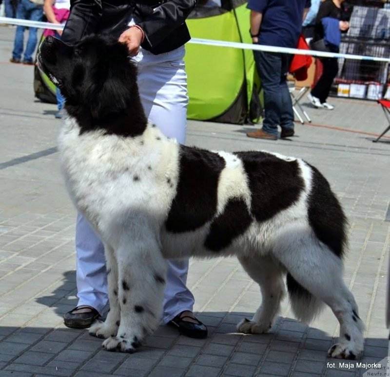Фото: ньюфаундленд Chernaya Mafia Zebra Time (Черная Мафия Зебра Тиме)