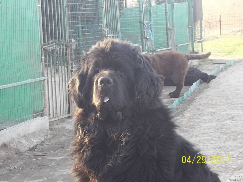 Фото: ньюфаундленд Super Premium Liniel Daylirring (Супер Премиум Линиэль Дайлиррин)