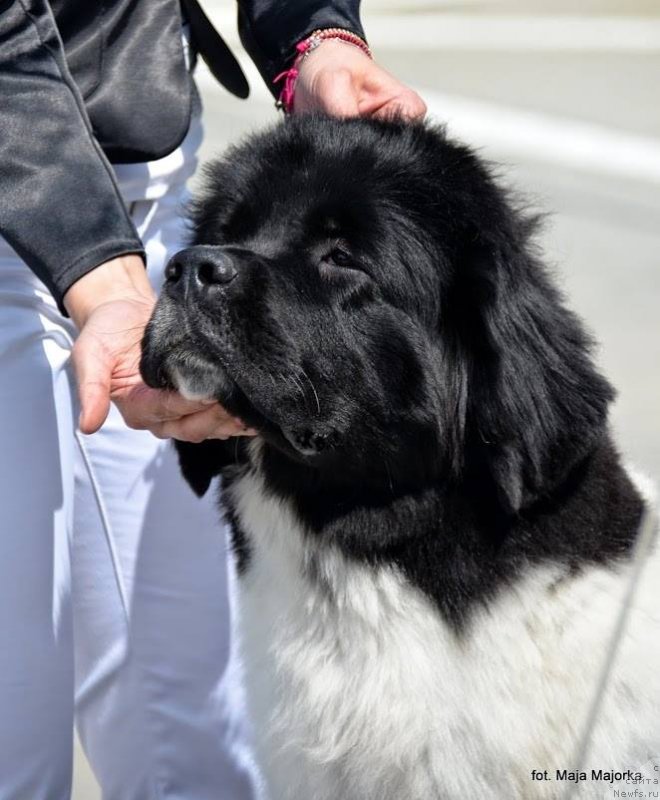 Фото: ньюфаундленд Chernaya Mafia Zebra Time (Черная Мафия Зебра Тиме)