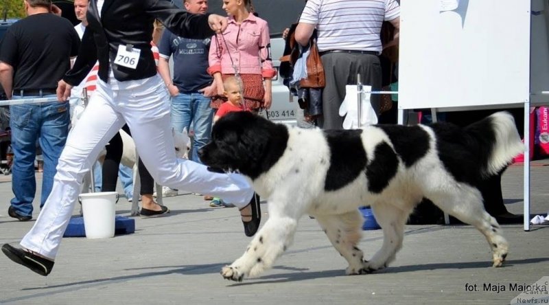 Фото: ньюфаундленд Chernaya Mafia Zebra Time (Черная Мафия Зебра Тиме)