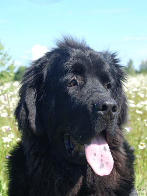 Фото: ньюфаундленд Sent Djons Orfey (Сент Джонс Орфей)