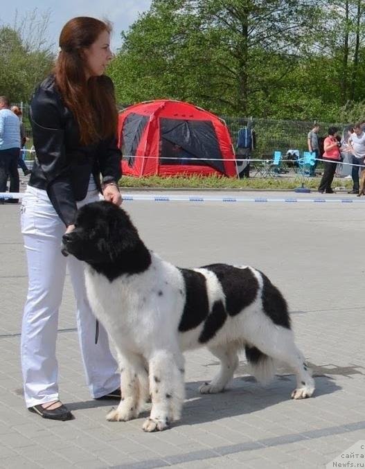 Фото: ньюфаундленд Chernaya Mafia Zebra Time (Черная Мафия Зебра Тиме)