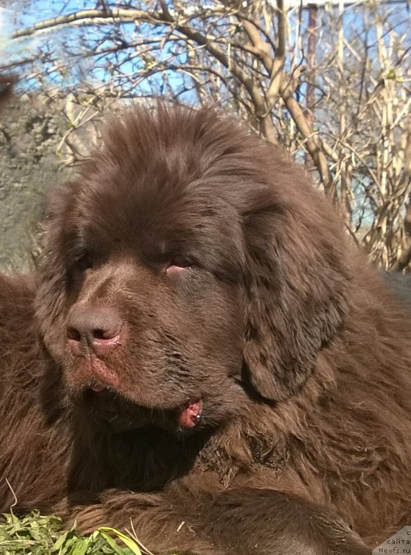 Фото: ньюфаундленд Fann'yuf Jelannaya Madmuazel' SHante Blyuz (Фанньюф Желанная Мадмуазель Шанте Блюз)