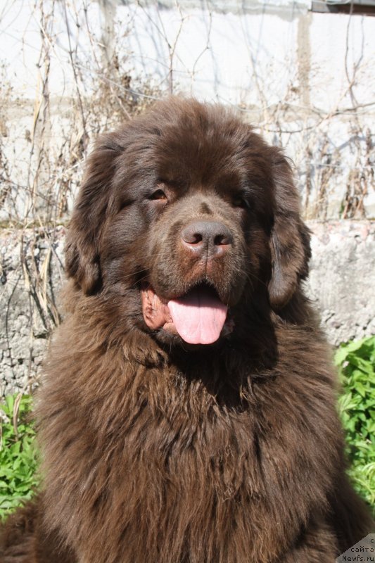 Фото: ньюфаундленд Fann'yuf Jelannaya Madmuazel' SHante Blyuz (Фанньюф Желанная Мадмуазель Шанте Блюз)