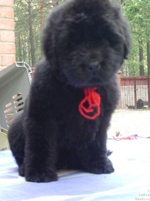 Фото: ньюфаундленд Super Premium Gold Kis (Супер Премиум Голд Кисс)