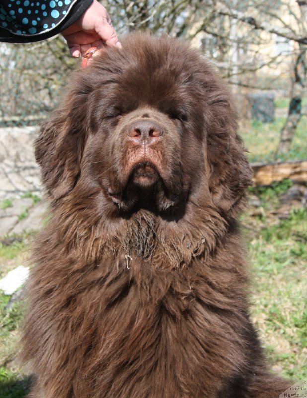 Фото: ньюфаундленд Fann'yuf Jelannaya Madmuazel' SHante Blyuz (Фанньюф Желанная Мадмуазель Шанте Блюз)