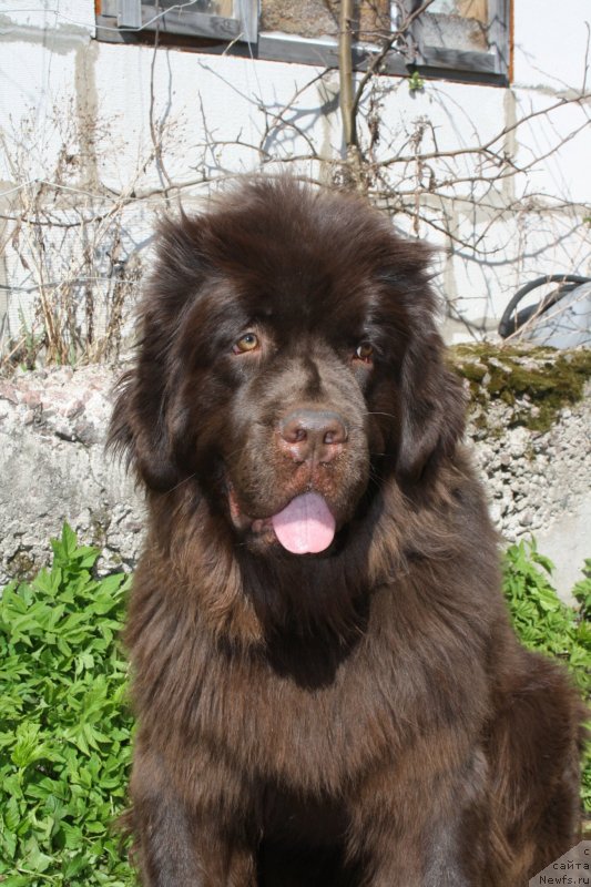 Фото: ньюфаундленд Fann'yuf Je Tem Mon Ami Fiona (Фанньюф Же Тем Мон Ами Фиона)