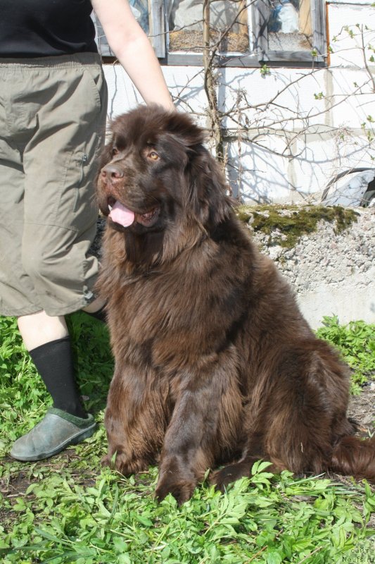 Фото: ньюфаундленд Fann'yuf Je Tem Mon Ami Fiona (Фанньюф Же Тем Мон Ами Фиона)