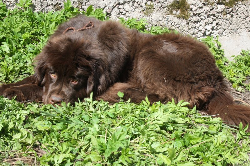 Фото: ньюфаундленд Fann'yuf Je Tem Mon Ami Fiona (Фанньюф Же Тем Мон Ами Фиона)