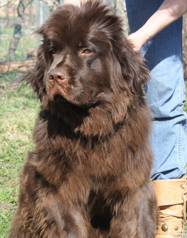 Фото: ньюфаундленд Fann'yuf Je Tem Mon Ami Fiona (Фанньюф Же Тем Мон Ами Фиона)