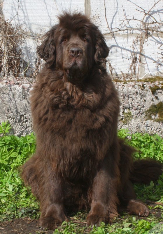 Фото: ньюфаундленд Funnewf Gospozha Udacha (Фанньюф Госпожа Удача)