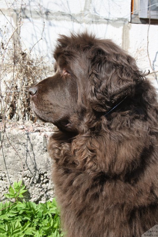 Фото: ньюфаундленд Funnewf Gospozha Udacha (Фанньюф Госпожа Удача)