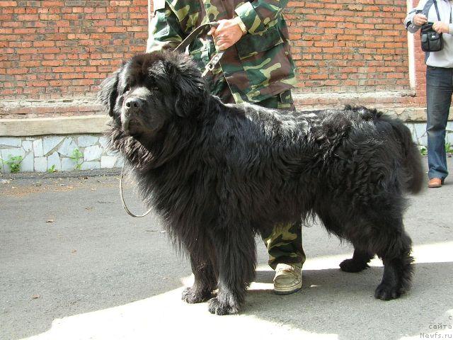 Фото: ньюфаундленд Danila Master iz Tihogo Omuta (Данила Мастер из Тихого Омута)