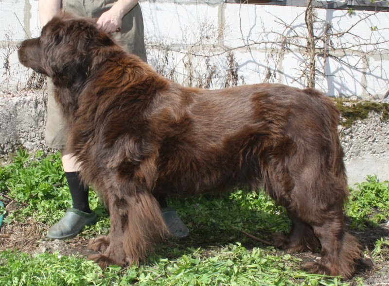 Фото: ньюфаундленд Smigar Rishel Lady Fortuna (Смигар Ришель Леди Фортуна)