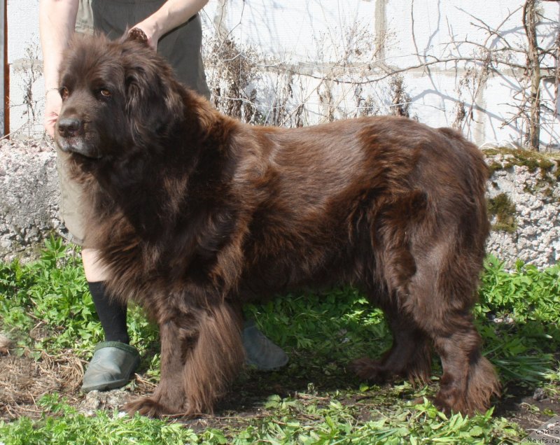 Фото: ньюфаундленд Smigar Rishel Lady Fortuna (Смигар Ришель Леди Фортуна)