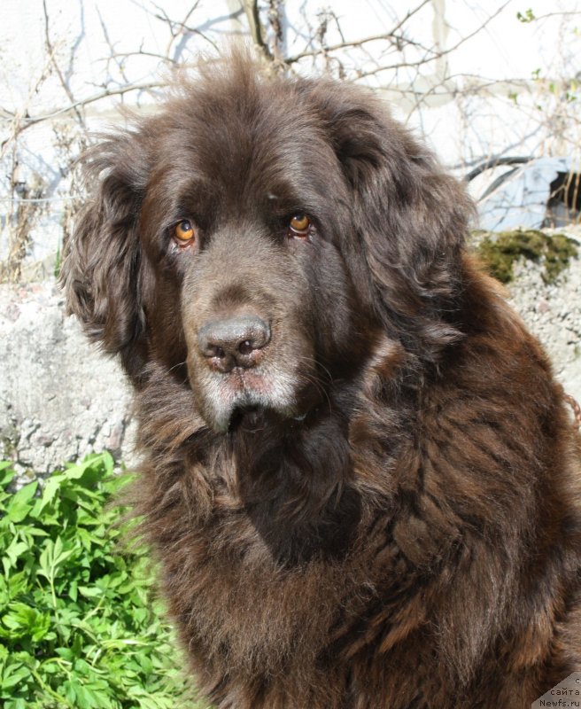 Фото: ньюфаундленд Smigar Rishel Lady Fortuna (Смигар Ришель Леди Фортуна)