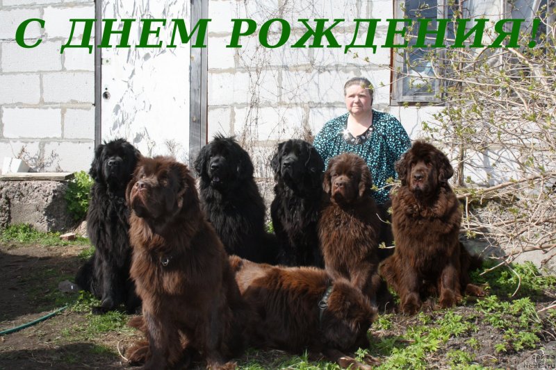 Фото: Natal'ya Malinina (Наталья Малинина), ньюфаундленд Fann'yuf Tinkerbel' Skazochnaya Princessa (Фанньюф Тинкербель Сказочная Принцесса), ньюфаундленд Funnewf Uletnaya Devchenka (Фанньюф Улетная Девчонка), ньюфаундленд Fann'yuf Terra Inkognita (Фанньюф Терра Инкогнита), ньюфаундленд Fann'yuf Jelannaya Madmuazel' SHante Blyuz (Фанньюф Желанная Мадмуазель Шанте Блюз), ньюфаундленд Funnewf Gospozha Udacha (Фанньюф Госпожа Удача), ньюфаундленд Fann'yuf Je Tem Mon Ami Fiona (Фанньюф Же Тем Мон Ами Фиона), ньюфаундленд Smigar Rishel Lady Fortuna (Смигар Ришель Леди Фортуна)