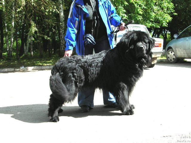 Фото: ньюфаундленд Danila Master iz Tihogo Omuta (Данила Мастер из Тихого Омута)