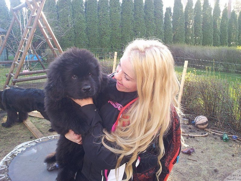 Фото: ньюфаундленд Dar Svezy Unessa Korona Australis (Дар Свезы Юнесса Корона Аустралис), ньюфаундленд Dar Svezy Ducunt Volentem Fata (Дар Свезы Дукунт Волентем Фата), & Laura Lind