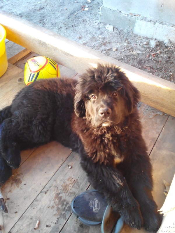 Фото: ньюфаундленд Ayolanta ot Sibirskogo Medvedya (Айоланта от Сибирского Медведя)