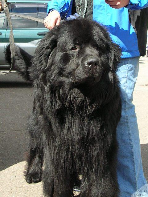 Фото: ньюфаундленд Danila Master iz Tihogo Omuta (Данила Мастер из Тихого Омута)