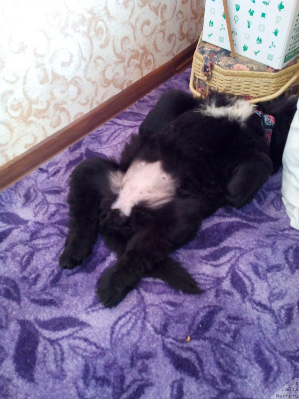 Фото: ньюфаундленд Ayolanta ot Sibirskogo Medvedya (Айоланта от Сибирского Медведя)