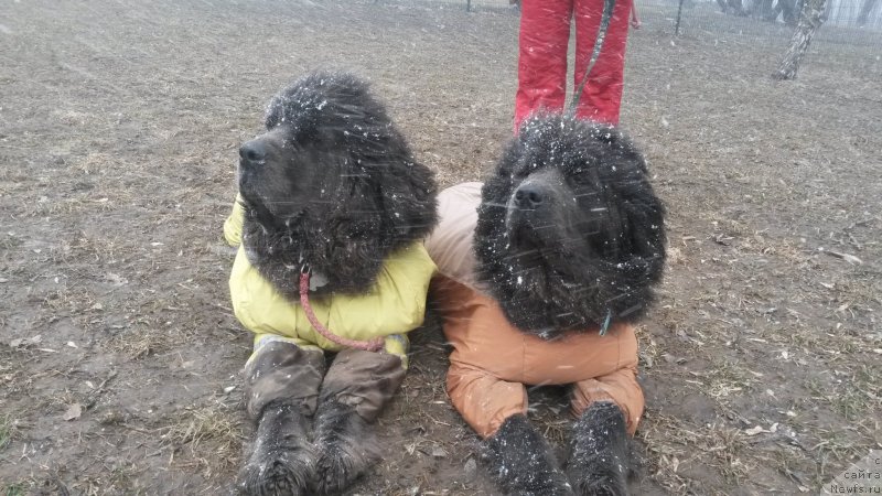 Фото: ньюфаундленд Dyurbahler Klab Al'faretta Vin'etta (Дюрбахлер Клаб Альфаретта Виньетта), ньюфаундленд Melty Wave Marine Tifeya (Мелти Вейв Марин Тифея)