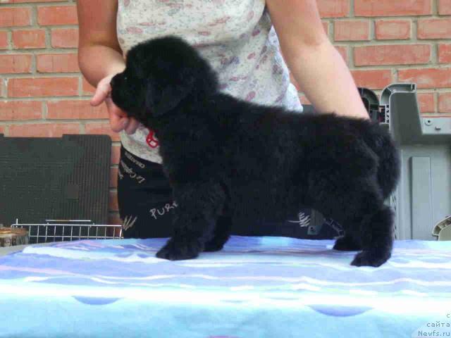 Фото: ньюфаундленд Super Premium Gold Kis (Супер Премиум Голд Кисс)