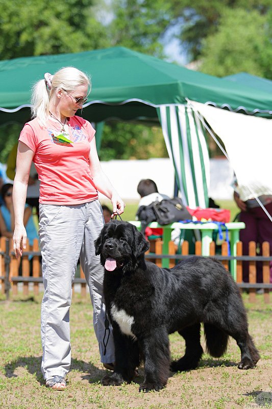 Фото: ньюфаундленд Super Bizon Zaya (Супер Бизон Зая)