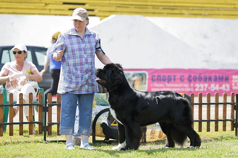 Фото: ньюфаундленд Super Bizon Indiya (Супер Бизон Индия)