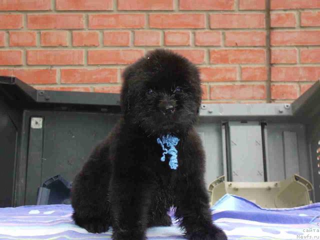 Фото: ньюфаундленд Super Premium Glukoza (Супер Премиум Глюкоза)