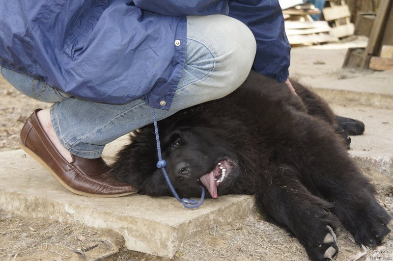 Фото: ньюфаундленд Smigar Time Line (Смигар Тайм Лайн)
