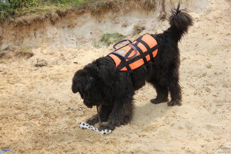 Фото: ньюфаундленд Dyurbahler Klab Al'faretta Vin'etta (Дюрбахлер Клаб Альфаретта Виньетта)