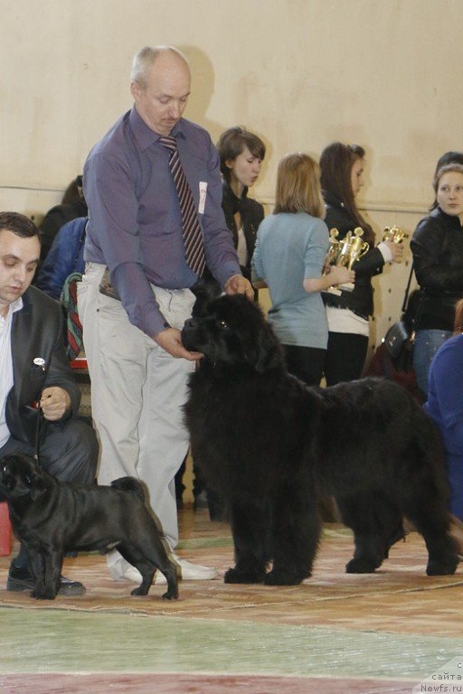 Фото: ньюфаундленд Aquatoriya Kelvin Sharliz (Акватория Келвин Шарлиз), Aleksey Votchal (Алексей Вотчал)