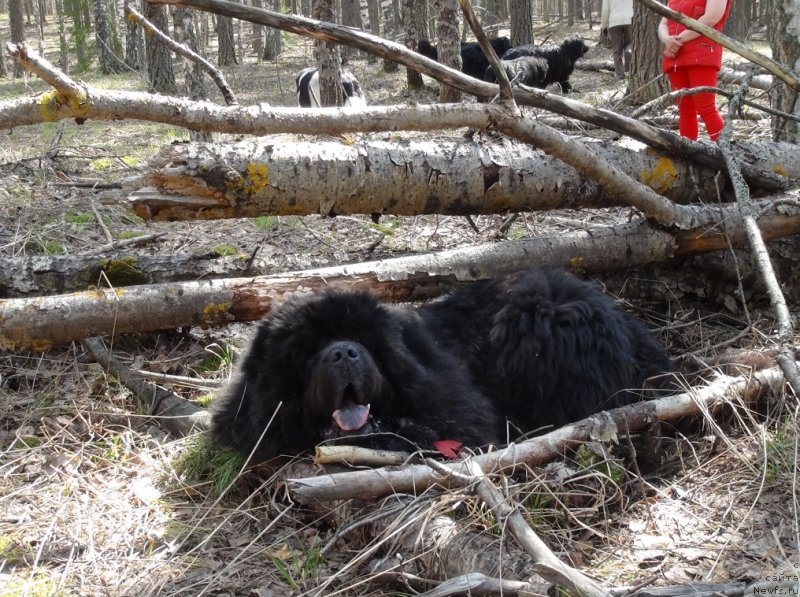 Фото: ньюфаундленд Andjel Viktorius (Анджел Викториус)