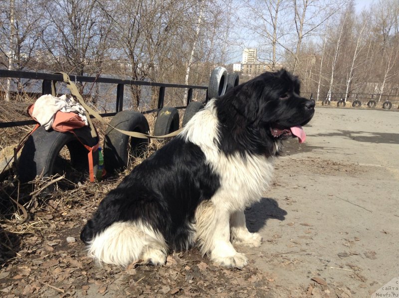 Фото: ньюфаундленд Akvian Song Kroun Royal (Аквиан Сонг Кроун Роял)