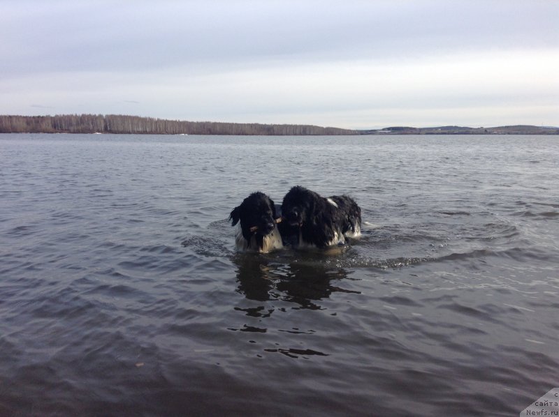 Фото: ньюфаундленд Akvian Song Kroun Royal (Аквиан Сонг Кроун Роял)