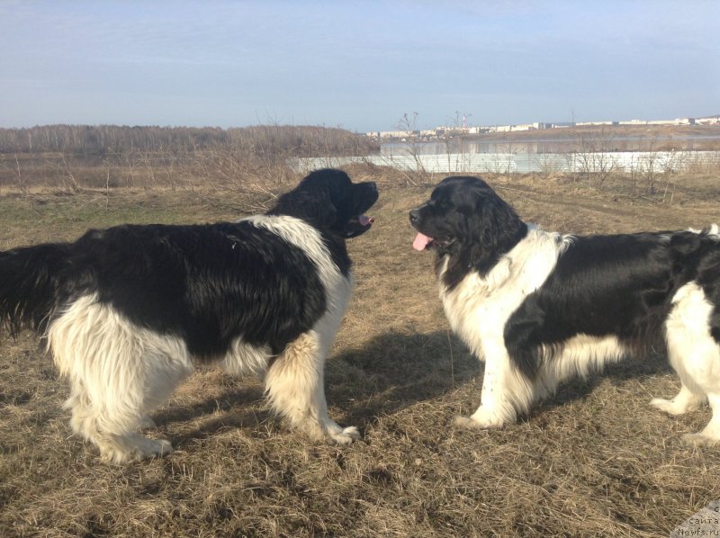 Фото: ньюфаундленд Akvian Song Kroun Royal (Аквиан Сонг Кроун Роял)