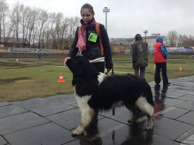 Фото: ньюфаундленд Akvian Song Kroun Royal (Аквиан Сонг Кроун Роял)