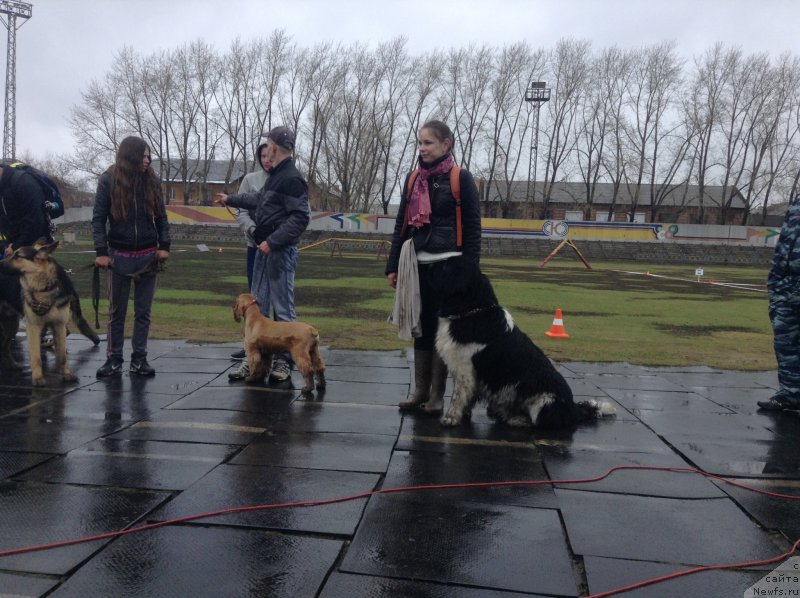 Фото: ньюфаундленд Akvian Song Kroun Royal (Аквиан Сонг Кроун Роял)