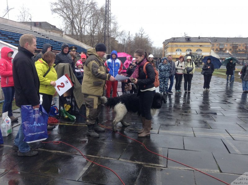 Фото: ньюфаундленд Akvian Song Kroun Royal (Аквиан Сонг Кроун Роял)