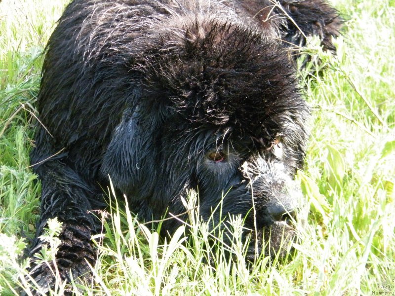 Фото: ньюфаундленд Аlpha Tauri Dinastiya Soverchenstva (Альфа Таури Династия Совершенства)