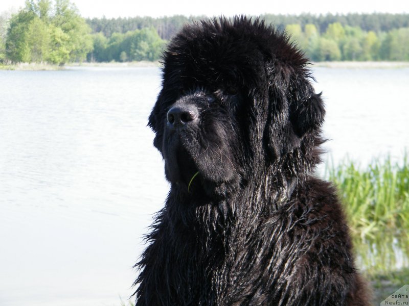 Фото: ньюфаундленд Аlpha Tauri Dinastiya Soverchenstva (Альфа Таури Династия Совершенства)