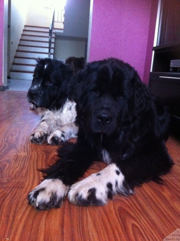 Фото: ньюфаундленд Akvian Song Ledi In Blyek (Аквиан Сонг Леди Ин Блэк), ньюфаундленд Sent Djons Viva Viktoria (Сент Джонс Вива Виктория)